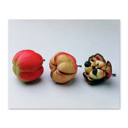Ackee Fruit Development Постер 122 x 96,5 см в Самаре 