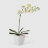 Орхидея Конэко-О 578_10159_185 в белом кашпо 60 см в Самаре 