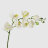 Орхидея Конэко-О 578_10159_185 в белом кашпо 60 см в Самаре 