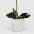 Орхидея Конэко-О 566_10159_185 в белом кашпо 60 см в Самаре 