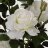 Роза Tianjin в кашпо белая искусственная 102 см в Самаре 