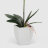 Орхидея Конэко-О 567_10159_185 в белом кашпо 60 см в Самаре 