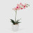 Орхидея Конэко-О 556_10159_185 в белом кашпо 60 см в Самаре 