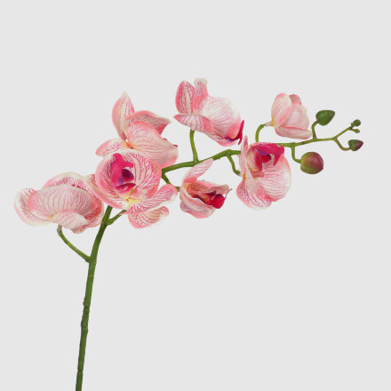 Орхидея Конэко-О 556_10159_185 в белом кашпо 60 см в Самаре 